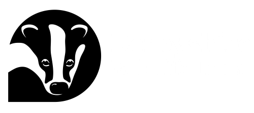Derbyshire Wildlife Trust Logo